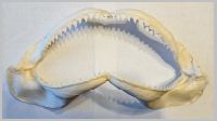Shark Jaw.jpg
